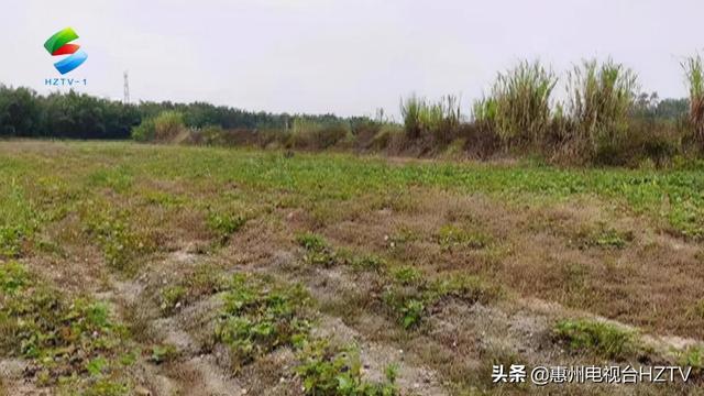 「惠州法治时间」守护耕地 耕地建塘养蛙被判刑