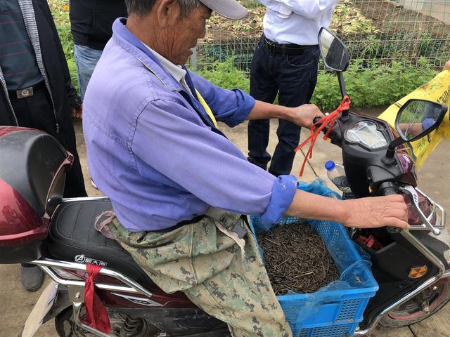 上海崇明：几百位老农每天下田抓蚯蚓，赚的竟比开滴滴的儿子还多？