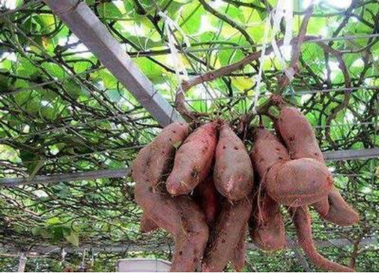 空中红薯种植，新型种植方式颠覆传统