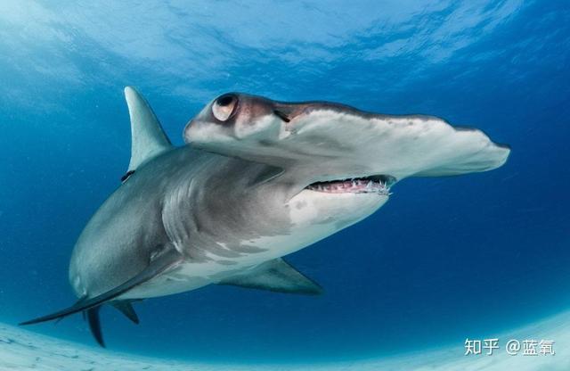 网红吃鲨鱼号称人工养殖，却遭专家打假！为啥大白鲨不能人工养？