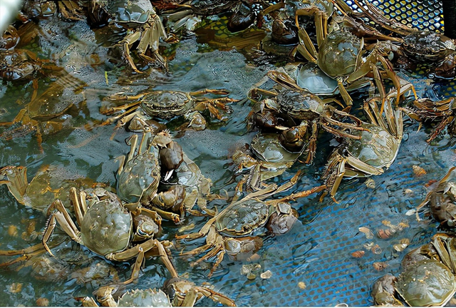 江苏小伙创新养蟹，大胆养殖“六月黄、双壳蟹”，每亩多赚四千块