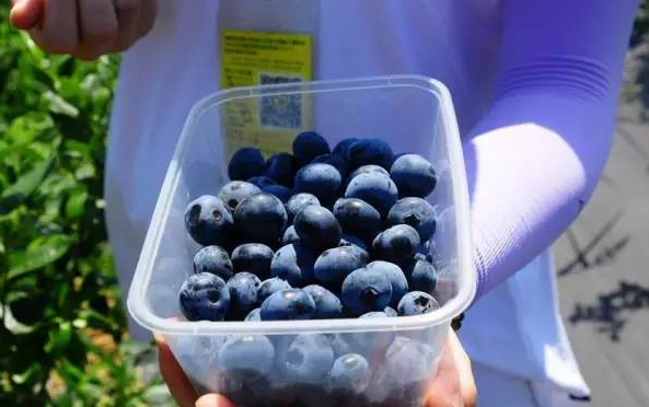 山东小伙种植蓝莓妙法不断，一斤价格高达180元，每月都有新招
