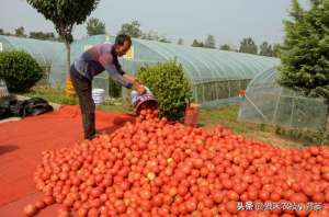 温室种植技术(大棚如何种出高产优质的西红柿？种植管理上应当注意这几点)
