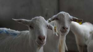 郧西马头羊养殖(品牌价值超15亿 郧西“马头羊”变身致富“领头羊”)