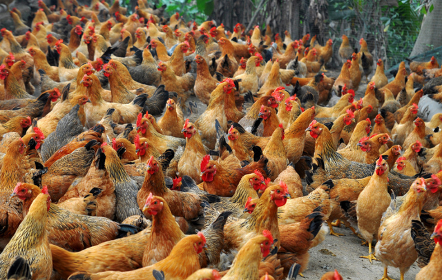 养殖土鸡的十种技术知识，养殖户都了解吗？