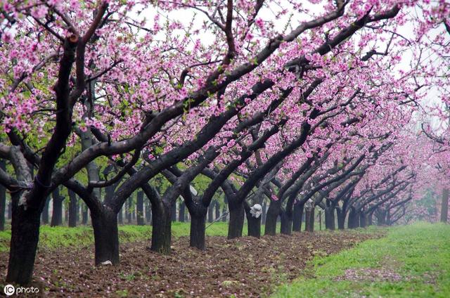 桃树栽种技术，农民学会这些管理要点，桃子个头大、品相好