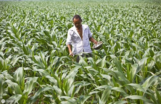 浅析玉米高产栽培技术要点，亩产千斤以上并不难