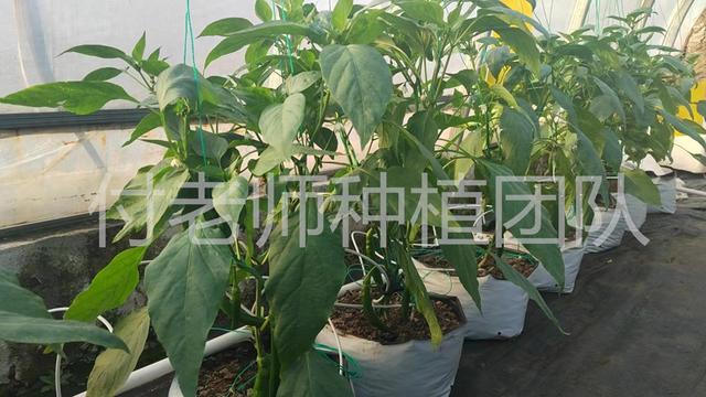 低成本种植技巧，采用种植袋种植辣椒，长势好产量高