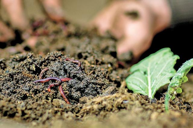 设施菜田养殖蚯蚓，改良土壤助增收
