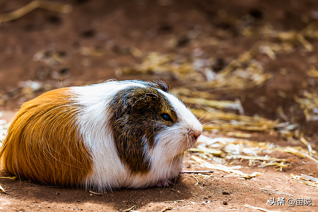豚鼠的生长环境，在人工养殖中产生的影响