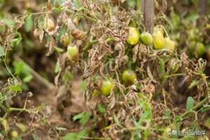 小番茄的种植方法(番茄的种植方法和过程)