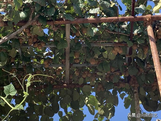 1.5买的猕猴桃苗子，养了5年，结了200斤果子，分享种植教程