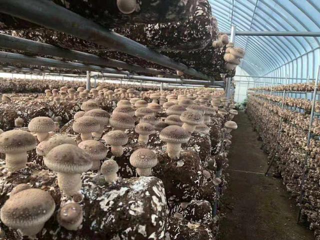 香菇如何高产？一文分享香菇的科学种植技术