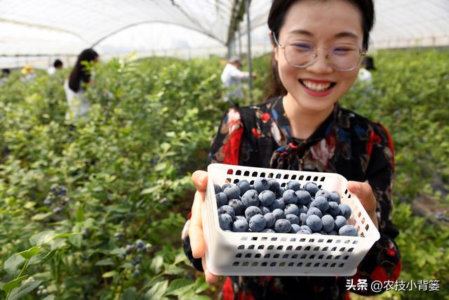 蓝莓栽培实用技术（一）：如何根据种植条件挑选合适的蓝莓品种？