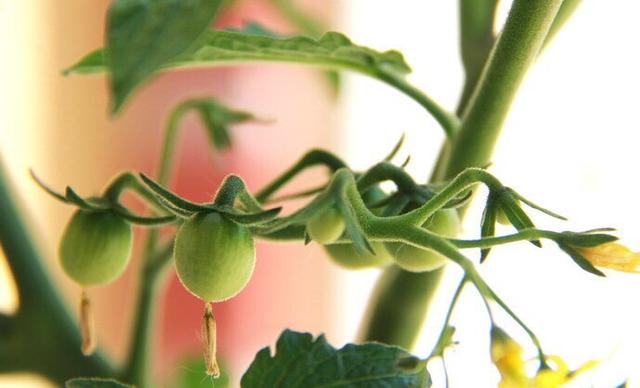 盆栽小番茄“这样养”，一棵能结果一脸盆，摘了又长，漂亮又好养