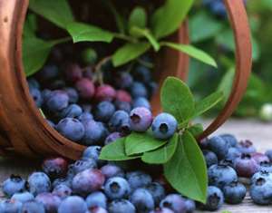 蓝莓树苗阳台怎么种植(阳台种蓝莓，注意3个要点，一次结果几十斤，好吃保视力)