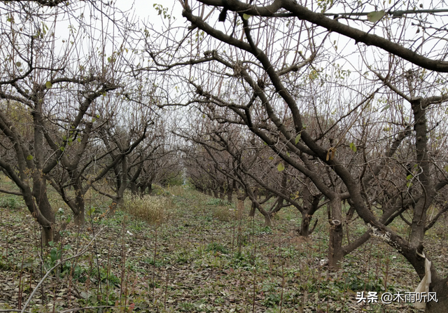 农民种植桃树，冬季不抗冻，怎样管理桃树安全越冬？