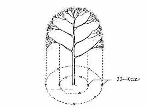 乔木、灌木、藤本植物养护技术规范
