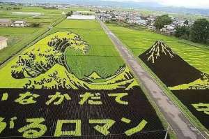 亚洲水稻种植业的特点(日本农业的几大特点)