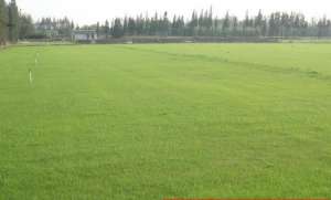 草坪的种植技术(草坪种植养护技术 草坪种植方法)