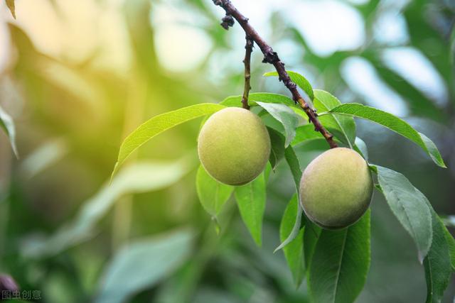 桃树的栽培与管理，这些技巧你知道吗？进来学习一下吧