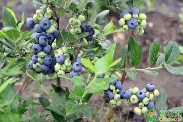 蓝莓用碱性土种植会怎样？如何改良土壤PH值？