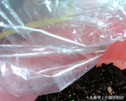天冷种盆栽草莓，一个简单的好方法，春天提前猛结果