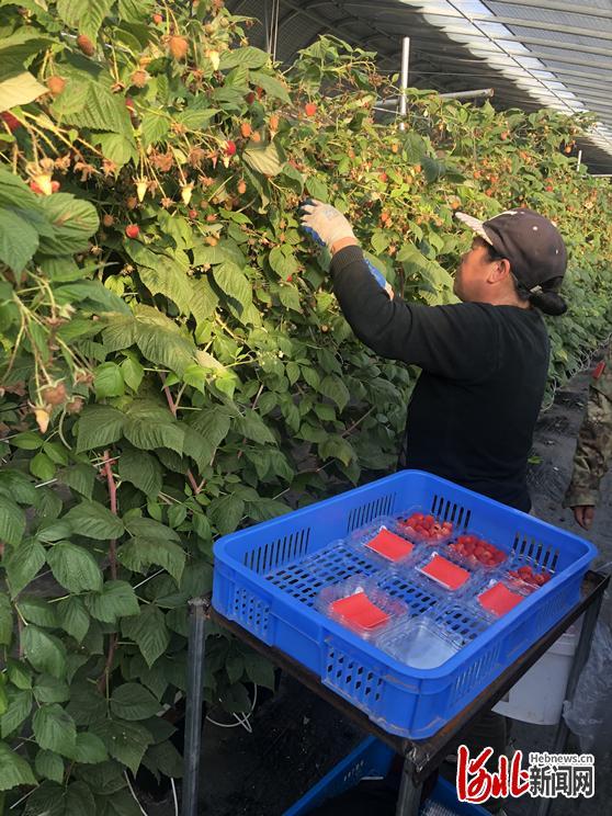张家口万全区李杏庄村：AI种树莓，农业新味道