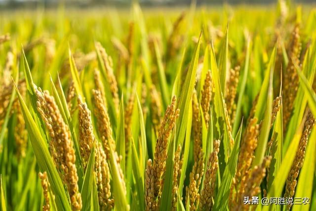 水稻高产栽培秘诀：从选种到丰收的全程管理