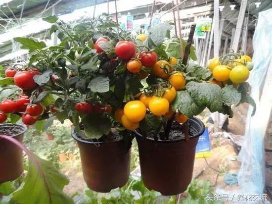 想要盆栽番茄结果更多，使用下面这些栽种技巧就行了