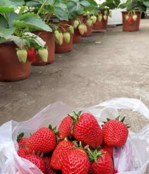 家里草莓的种植(冬天如何在家种植草莓？做到2步，开花很多、硕果累累、漂亮美味)
