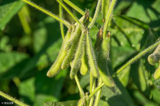 2019年想种植大豆，但不知道什么时候播种？该如何确定？