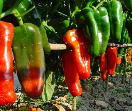 辣椒的养殖方法