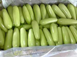 大棚角瓜的种植方法(大棚西葫芦高产栽培技术，如何亩产量过万斤？)