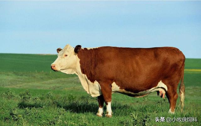 肉牛养殖技术要点，肉牛养殖技术和方法，新生养牛人一定要学习！