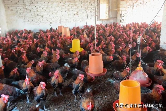 【“强省会”清镇在行动】“我们就会有收入了”——清镇市3000万羽肉鸡养殖产业发展见闻
