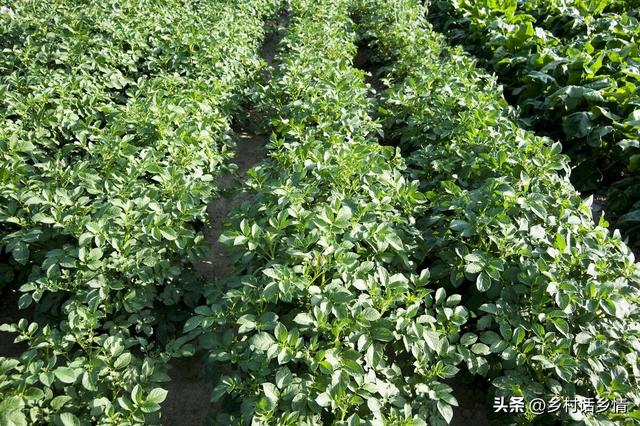 春季种植土豆的六个要点，很多人容易忽视，导致产量低病虫害多