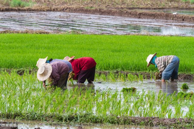 种植水稻，插秧时别忘了这3点注意事项，助你促高产
