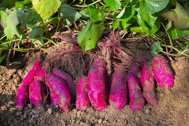 红薯的种植技巧及病虫害防治
