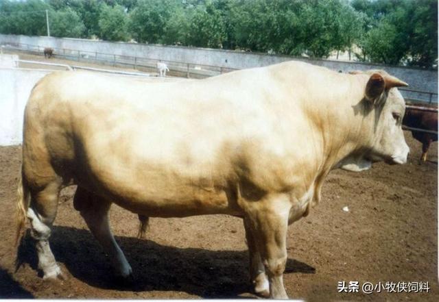 肉牛养殖技术要点，肉牛养殖技术和方法，新生养牛人一定要学习！