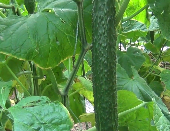 黄瓜、豆角该种了，掌握好种植技巧，结得多，产量高