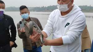 外塘甲鱼的养殖视频(又野又凶又好吃汉寿东仓湖生态养殖基地这样养甲鱼)