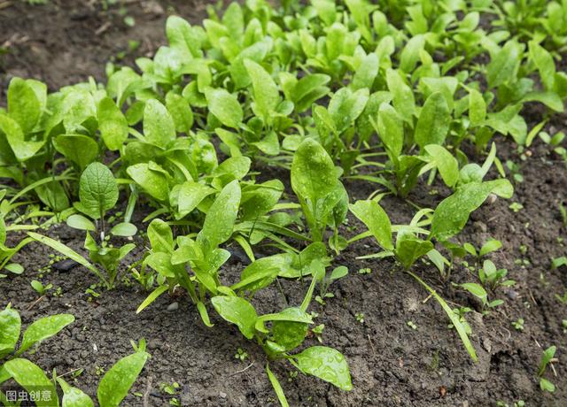 冬季种植菠菜，用好这7个小技巧，出苗快、产量大、品相佳