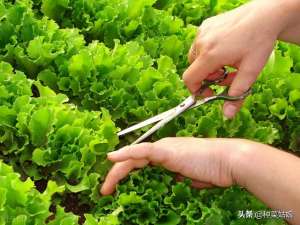 生菜秋季种植技术(秋季能不能种生菜，什么时候播种，怎么管理生菜才能长得又大又好)