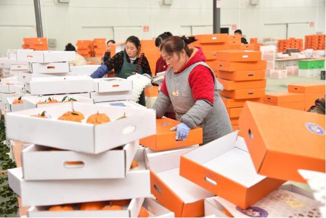 全国最大的晚熟柑橘产区 四川怎样擦亮这块金字招牌？
