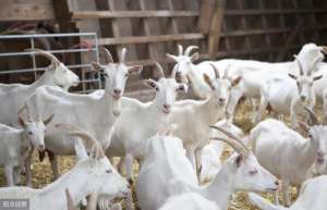 贵州白山羊养殖技术
