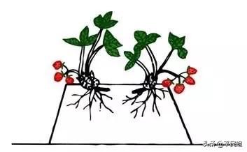 平民姐草莓种植(3) 新手为何总绕不过“神苗”？草莓苗这样选购