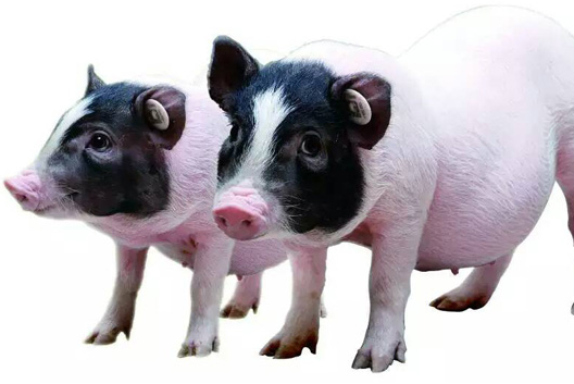 香猪养殖技术有哪些