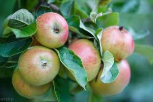 苹果种植趋势(苹果耐热耐寒结果多，自己在院子里种一棵，多久会结果)