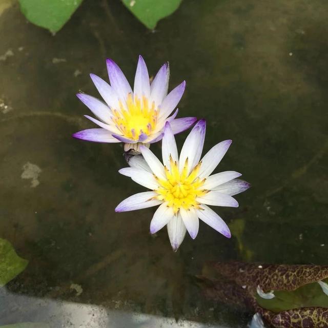 想繁殖睡莲可用到这两种简单的方法，给足光照，养水缸里也可开花